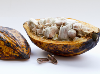 Cocoa Farmers in Tropical Zones Globally