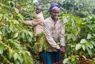 Support 100 Kisugu Farmers with Coffee Crop to Cup Project