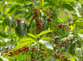 Coffee Farmers and Suppliers globally