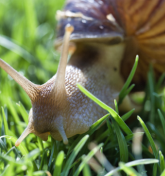 Getting Started with Snail Farming in Africa