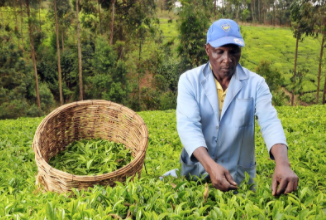 Support Tea Farmers in Kisumu to reach 20 MT.onnes annually