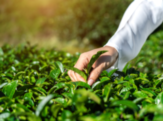 All kinds of Tea Farmers globally